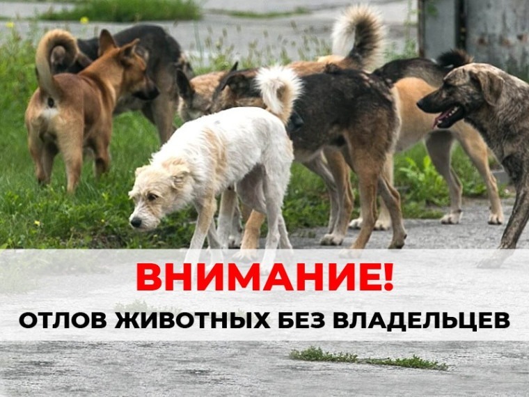 Внимание! Отлов животных без владельцев.